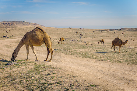 科威特农村的骆驼晴天全景日落旅行动物地标天空公园市中心乡村图片