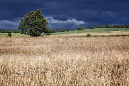 夏季风景与大暴雨抗争农村农业季节雷雨植物土地蓝色国家草地稻草图片
