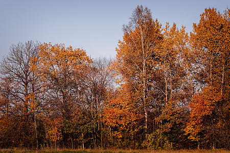 秋天的树季节乡村公园树木黄色天空森林蓝色树叶风景小路高清图片素材