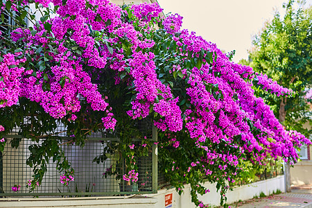 以鲜亮紫花装饰一栋住宅楼的旅行花园入口建筑火鸡别墅房子农村建筑学乡村图片