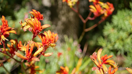 红猫或袋鼠爪花 美国加利福尼亚州 双色花卉开花 异国情调的热带澳大利亚雨林植物氛围 自然生动的植物群 森林或花园绿地散景生态绿色图片