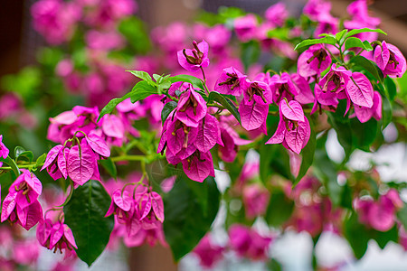 盛开的紫色九重葛花 土耳其热门图片