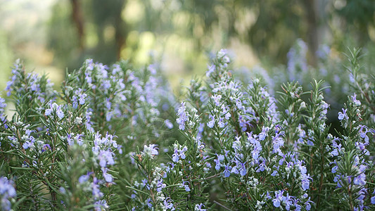美国加利福尼亚州花园中的迷迭香丹参草本植物 春天的草地浪漫气息 清晨的微风 清香的鼠尾草精致的纯绿 春天清新的花园或 lea 在图片