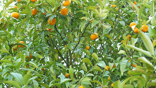 柑桔柑桔果树 加利福尼亚美国 春天花园 美国当地农业农场种植园 家园园艺 多汁的鲜叶 异国情调的热带植物 在树枝上收获图片