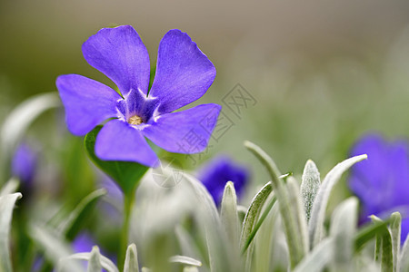 美丽的紫色春天花朵 有丰富多彩的自然背景 在草地上春时园艺蓝色花瓣礼物植物群植物学植物紫丁香花园季节图片