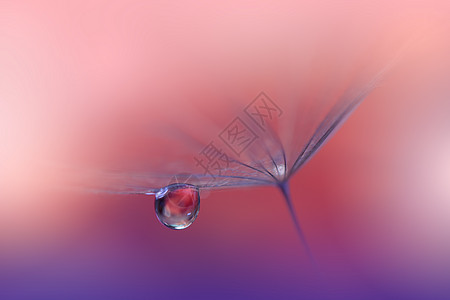 美丽的自然背景 花卉艺术设计 抽象宏观摄影 粉彩花 蒲公英花 紫罗兰色背景坡度艺术品植物水滴季节气泡紫色植物群草地照片图片