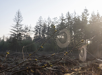 晨露中的两个圆形蜘蛛网 背景是森林图片