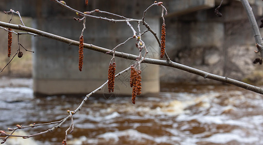 水背景下的灰色桤木雄花 前景中的斑点桤木柳絮和背景中的水 桤木开花的分支在早春图片