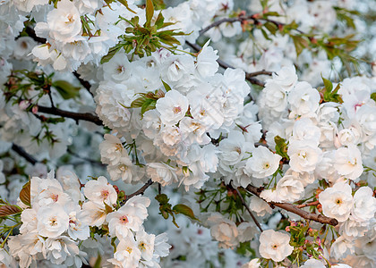 白花枝在春天温暖的白天开花花朵绿色花瓣季节公园天空樱花叶子花园植物图片