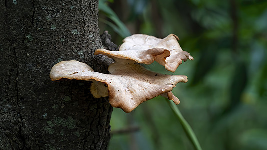 树上的野真菌植物群生态细胞模具衬套墙壁森林栖息地生长孢子图片