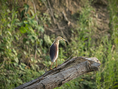 印度池塘草原或稻田鸟热带野生动物水鸟国家苍鹭旅行稻田灰色白鹭鸟类图片