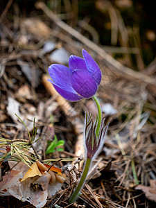 Pulsatilla 圆花或东方烤花草地植物群花园草本植物白头翁紫丁香花朵植物野花荒野图片