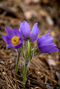 Pulsatilla 圆花或东方烤花野花白头翁紫丁香紫色草原专利权生长草地花朵花园图片