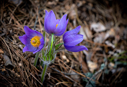 Pulsatilla 圆花或东方烤花生长草地蓝色野花紫丁香白头翁紫色花园红花专利权图片