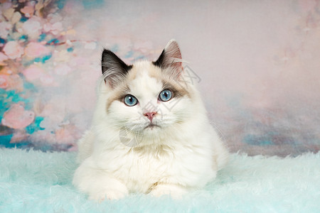 鲜花背景的可爱小猫布娃娃工作室纯品种哺乳动物蓝色血统白色花朵图片