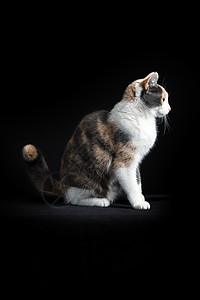 黑白色的猫欧洲短头发猫坐在黑色背景的欧洲黑毛猫哺乳动物猫科胡须白色动物红色灰色全身背景