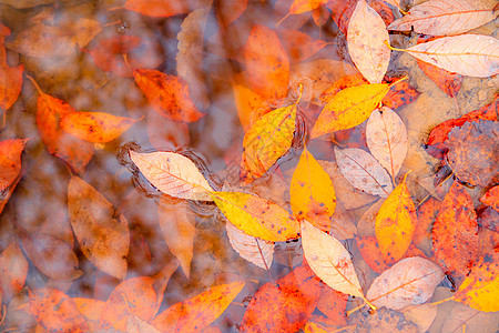 秋天黄叶在水坑背景中 秋天的背景 横幅秋天 秋天的落叶 自然金子季节天气植物群环境橙子森林植物树叶叶子图片
