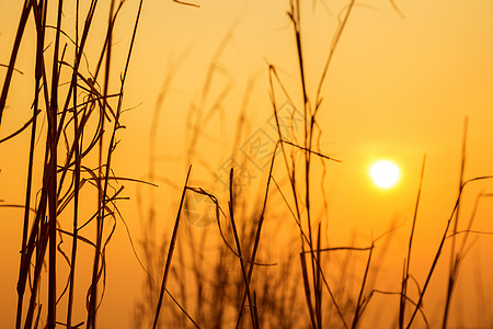白昼和夜晚的阳光植物天空草原太阳植物群晴天干草橙子场地日落背景图片