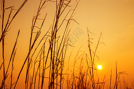 白昼和夜晚的阳光天空草地植物群干草草原日落晴天日出橙子植物背景图片