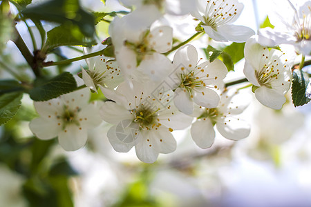 春天的自然 树上开着白色春天花朵的树枝 一棵开花的树 明信片横幅或海报的盛开风景背景花瓣植物阳光蓝色宏观旅行花园植物学季节树叶图片