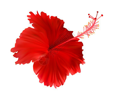 在白色背景隔绝的桃红色芙蓉花 它制作图案矢量小路花瓣绿色插图红色植物群玫瑰剪裁热带植物图片