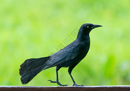 或大安的列斯黑鸟绿色翅膀野生动物荒野栖息羽毛大尾公园尾巴动物鸟类图片