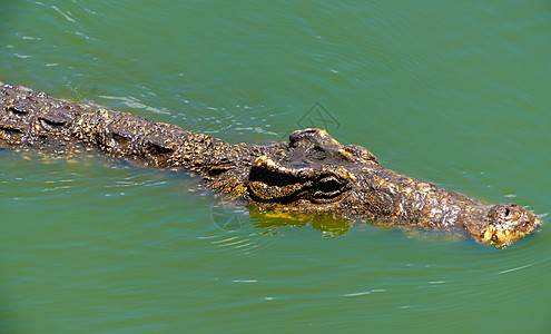 Crocodile 或鳄鱼近似肖像动物群公园危险牙齿食肉热带动物荒野眼睛两栖图片