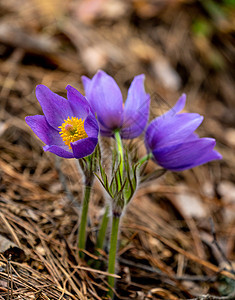 Pulsatilla 圆花或东方烤花草本植物野花草原季节森林紫丁香红花蓝色花园植物群图片