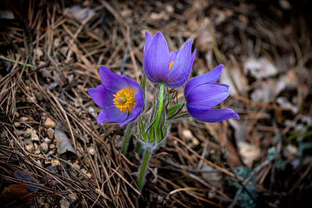 Pulsatilla 圆花或东方烤花季节植物草本植物草原草地花朵紫丁香植物群蓝色野花图片