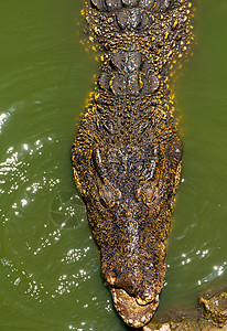 Crocodile 或鳄鱼近似肖像食肉动物群两栖荒野捕食者危险热带牙齿生物动物图片