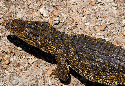 Crocodile 或鳄鱼近似肖像生物爬虫动物群牙齿皮肤荒野热带食肉眼睛野生动物图片