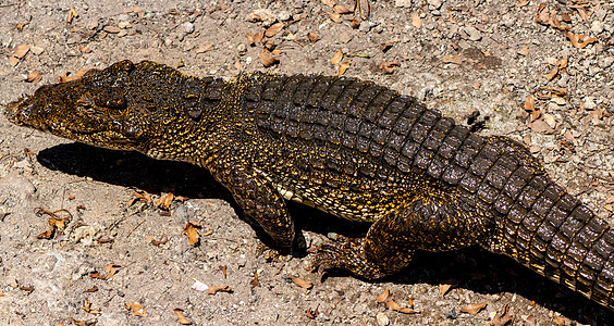 Crocodile 或鳄鱼近似肖像动物群皮革荒野捕食者两栖动物食肉热带野生动物皮肤图片