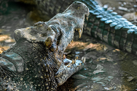 Crocodile 或鳄鱼近似肖像食肉动物群眼睛爬虫动物皮肤荒野两栖攻击猎人图片