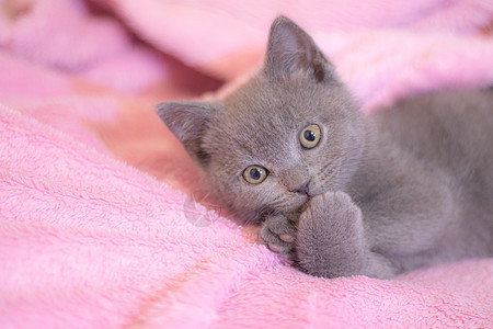 一只英国小猫睡在粉红色的毯子上 可爱的小猫 杂志封面 宠物 灰色的小猫 休息婴儿毛皮爪子虎斑短发幼兽食肉工作室动物哺乳动物图片