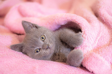 一只英国小猫睡在粉红色的毯子上 可爱的小猫 杂志封面 宠物 灰色的小猫 休息短发乐趣哺乳动物婴儿毛皮猫咪动物食肉虎斑工作室图片
