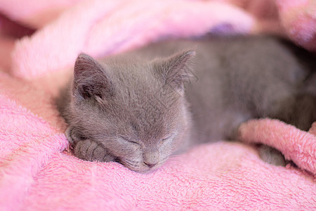一只英国小猫睡在粉红色的毯子上 可爱的小猫 杂志封面 宠物 灰色的小猫 休息工作室动物婴儿短发虎斑乐趣猫咪幼兽爪子食肉图片