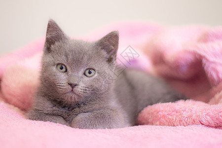 一只英国小猫睡在粉红色的毯子上 可爱的小猫 杂志封面 宠物 灰色的小猫 休息短发婴儿动物乐趣虎斑爪子幼兽哺乳动物工作室食肉图片