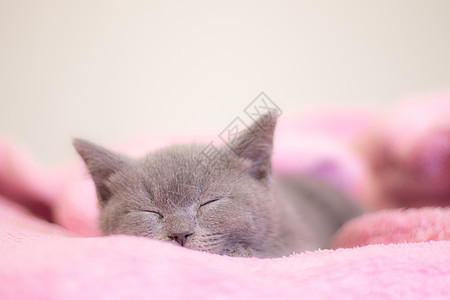 一只英国小猫睡在粉红色的毯子上 可爱的小猫 杂志封面 宠物 灰色的小猫 休息动物乐趣短发婴儿猫咪食肉毛皮工作室幼兽爪子图片