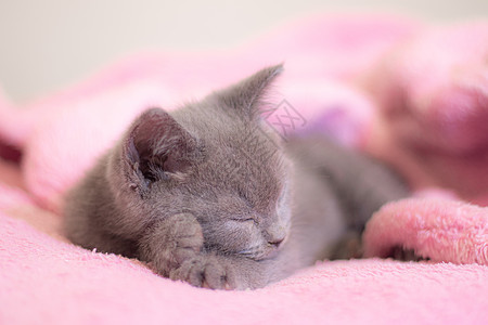 一只英国小猫睡在粉红色的毯子上 可爱的小猫 杂志封面 宠物 灰色的小猫 休息动物短发毛皮食肉乐趣猫咪爪子工作室哺乳动物婴儿图片