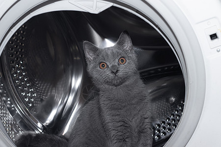 洗衣机里的猫 洗衣机 宠物 鼓机 英国小猫 有趣的家政洗衣店家庭眼睛家务器具垫圈亚麻衣服卫生图片