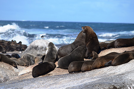 杜伊克岛岩石上的一群海狮海洋牛奶动物群动物荒野毛皮野生动物哺乳动物海岸护士图片