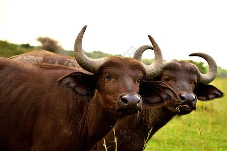 特写在非洲草原放牧的两艘非洲水牛群国家水牛马赛衬套动物大草原公园危险荒野咖啡馆图片