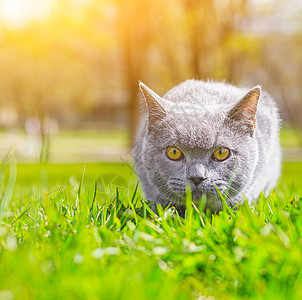 灰猫躺在草坪上 宠物散步 宠物害怕街道 一篇关于遛猫的文章 一篇关于对流浪宠物的恐惧的文章 英国品种猫 在冠状病毒期间遛动物 走图片