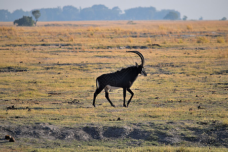 Chobe国家公园的一条有星座偶数牛角哺乳动物草原牛科喇叭羚羊河马野生动物濒危图片