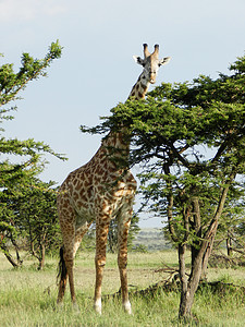 孤独的长颈鹿吃着非洲草原上的阿卡西亚叶子大草原野生动物动物群天空旅行马赛荒野公园马拉动物园图片