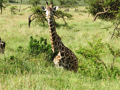 孤独的长颈鹿吃着非洲草原上的阿卡西亚叶子国家马赛马拉公园动物群鼻子荒野哺乳动物野生动物旅行图片
