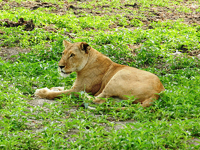 非洲大草原上 一位美丽的成年母狮的近身濒危荒野毛皮哺乳动物公园幼兽马赛环境豹属食肉图片