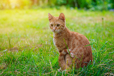 姜猫坐在草地上 宠物 猫在散步 关于遛宠物和街上行为的文章图片