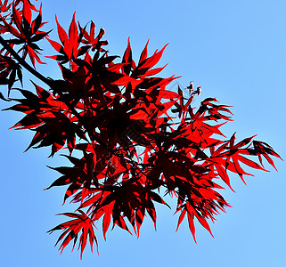 日本的红叶特写植物群衬套季节环境植物学橙子公园森林树叶植物图片