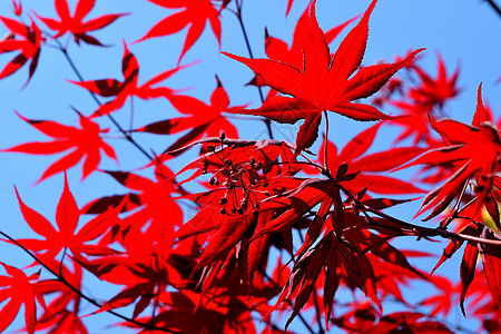 日本的红叶特写树叶公园叶子环境花园植物学季节植物枝条木头图片